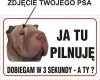 Zdjęcie Twojego psa- Ja tu pilnuję